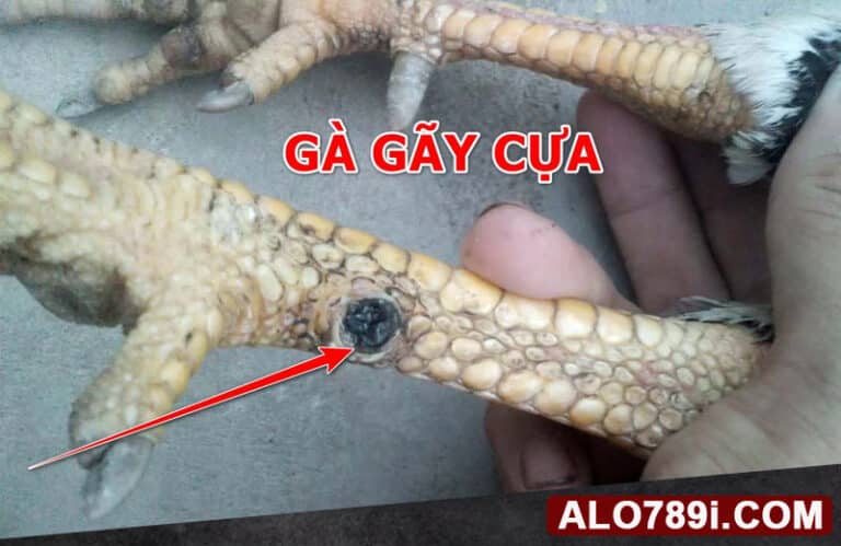 Cách chữa gà bị gãy cựa mất bao nhiêu lâu?